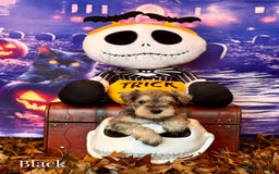 Miniature Schnauzer dogs for sale: ⭐️⭐️ ADORABLE MINI SCHNAUZER PUPS ⭐️⭐️ - Image 9