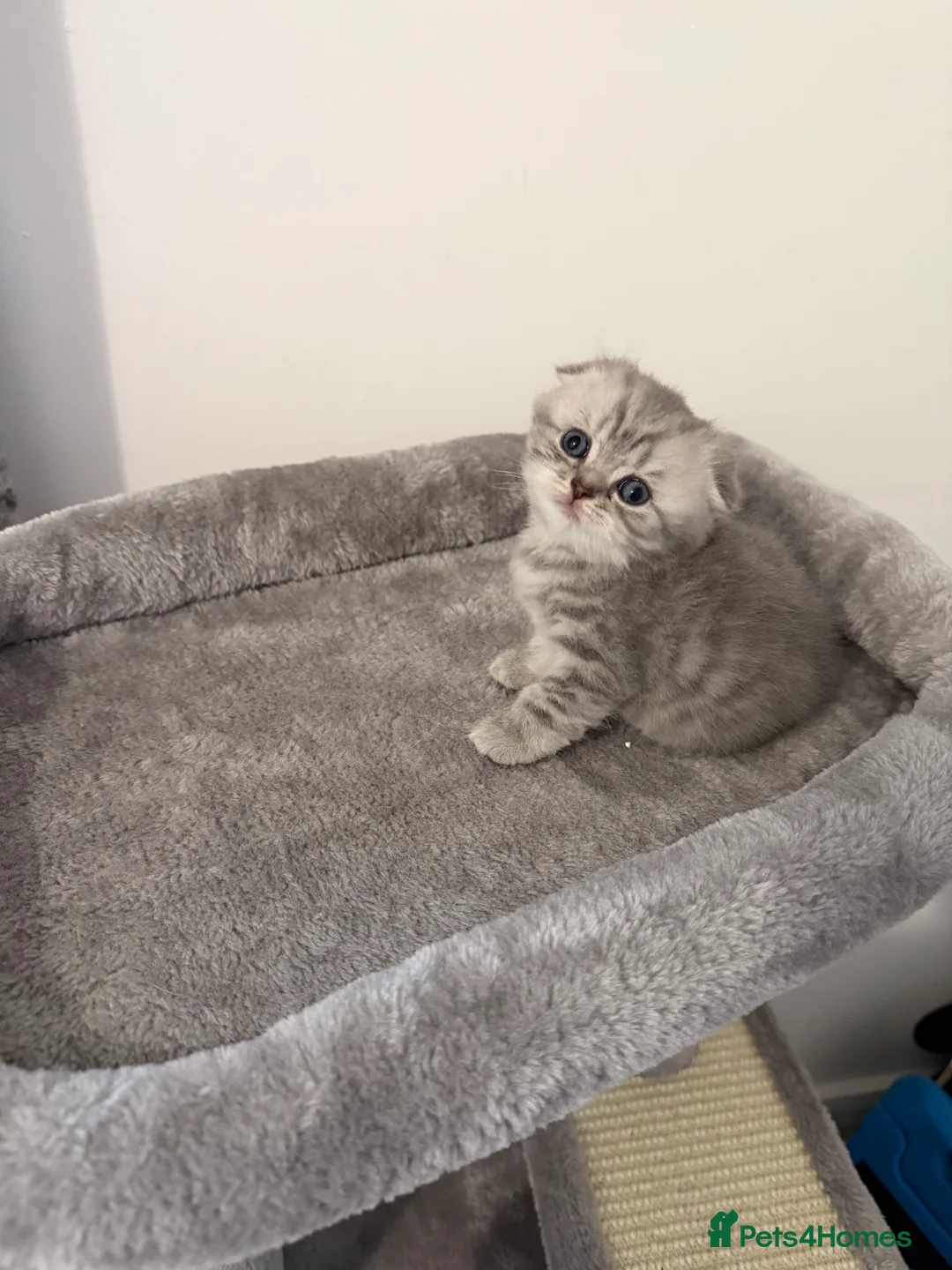Scottish Fold cats for sale: Scottish fold female kitten pure breed in London - Advert 18