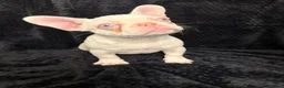 French Bulldog dogs for sale: Fluffy and Pink - Advert 5