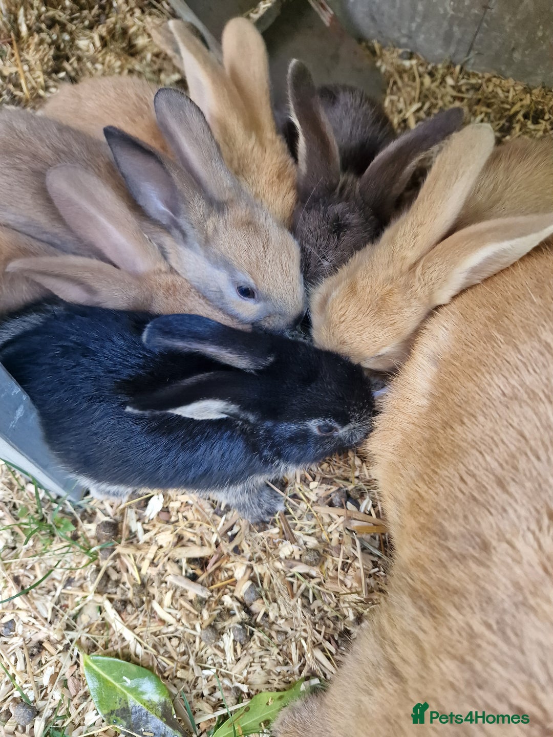 Mixed Breed rabbits for sale: Mixture of mixed breed rabbits - Image 3
