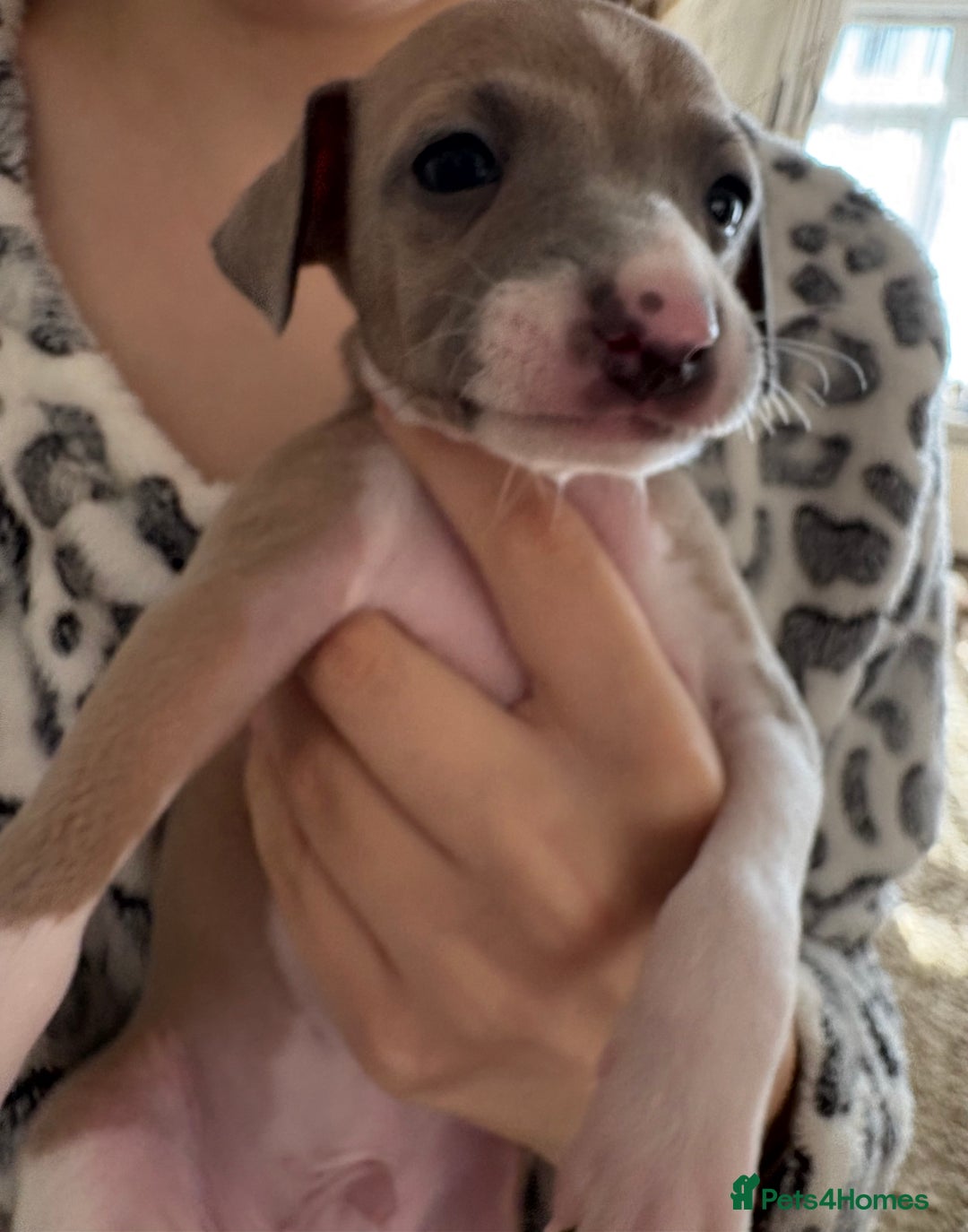 Italian Greyhound dogs for sale: Beautiful Italian Greyhound puppies for sale  - Image 4