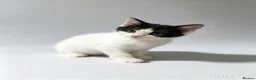 Mixed Breed cats for sale: 9 beautiful kittens left out of a litter of 18  - Advert 1