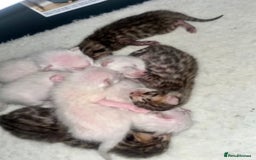 Bengal cats for stud: Gorgeous Bengal for stud in Glasgow - Image 4