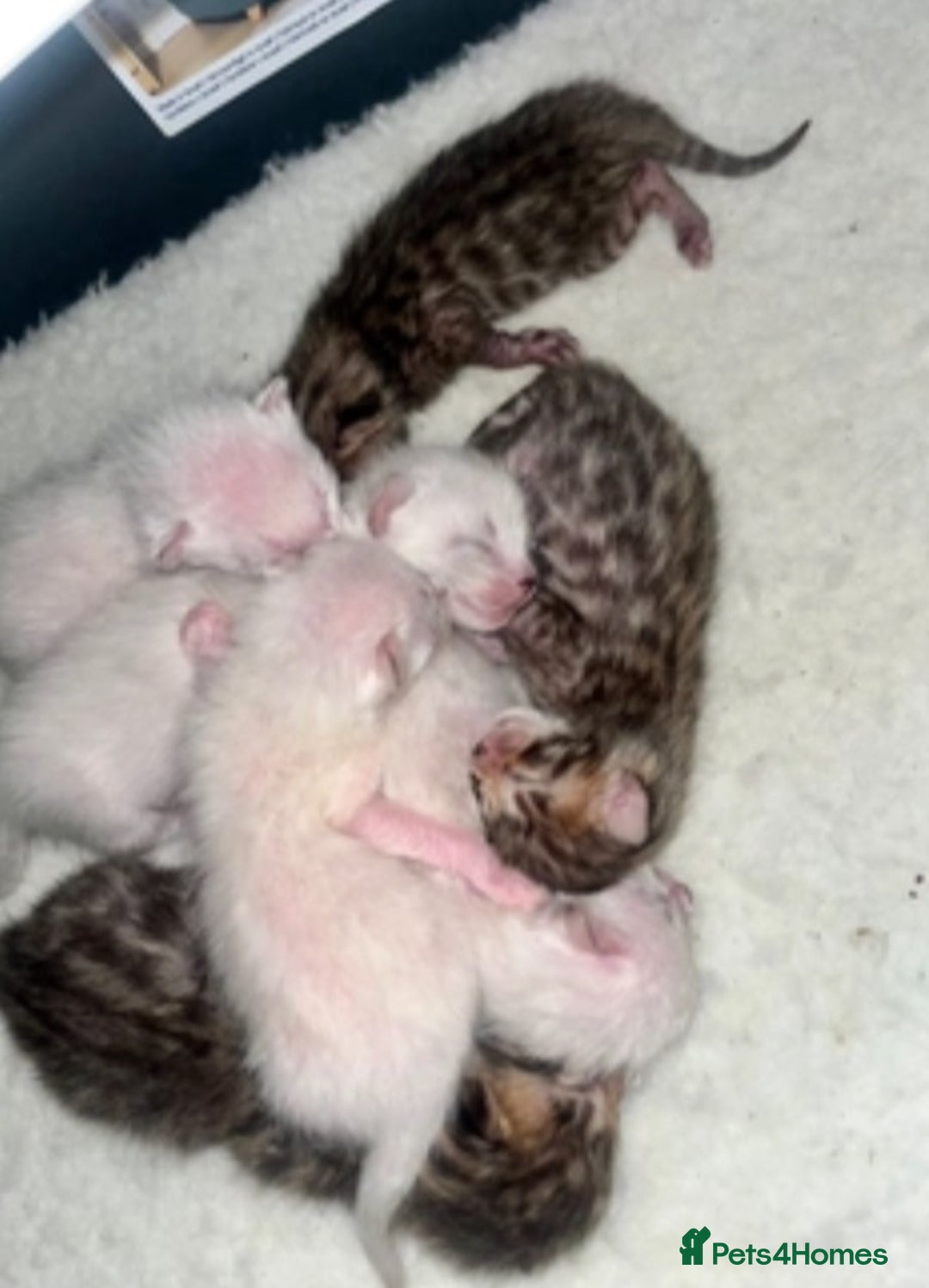Bengal cats for stud: Gorgeous Bengal for stud in Glasgow - Image 4