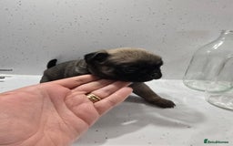 Pug dogs for sale: 3 pug puppies  - Image 5