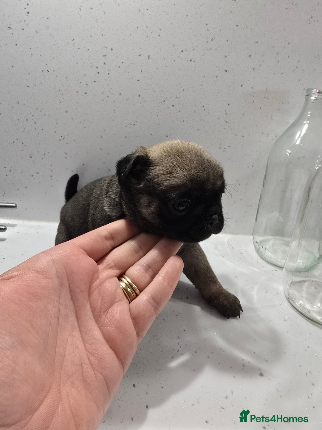 Pug dogs for sale: 3 pug puppies  - Image 5