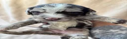 Sproodle dogs for sale: F1 Sproodle Puppies  - Advert 29