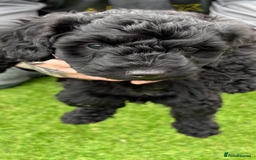Sproodle dogs for sale: Beautiful Sproodles 1 black girl&1 chocolate boy - Image 20
