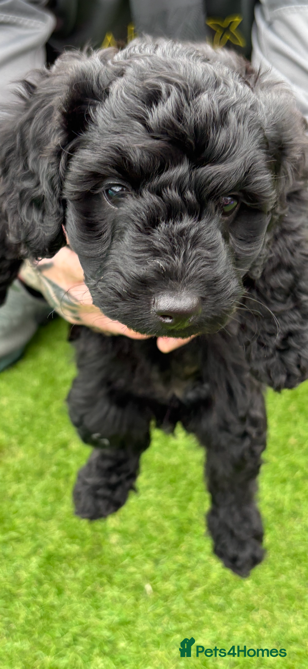 Sproodle dogs for sale: Beautiful Sproodles 1 black girl&1 chocolate boy - Image 20
