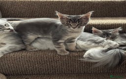 Maine Coon cats for sale: BEAUTIFUL PURE BREED MAINE COON KITTENS  - Image 13