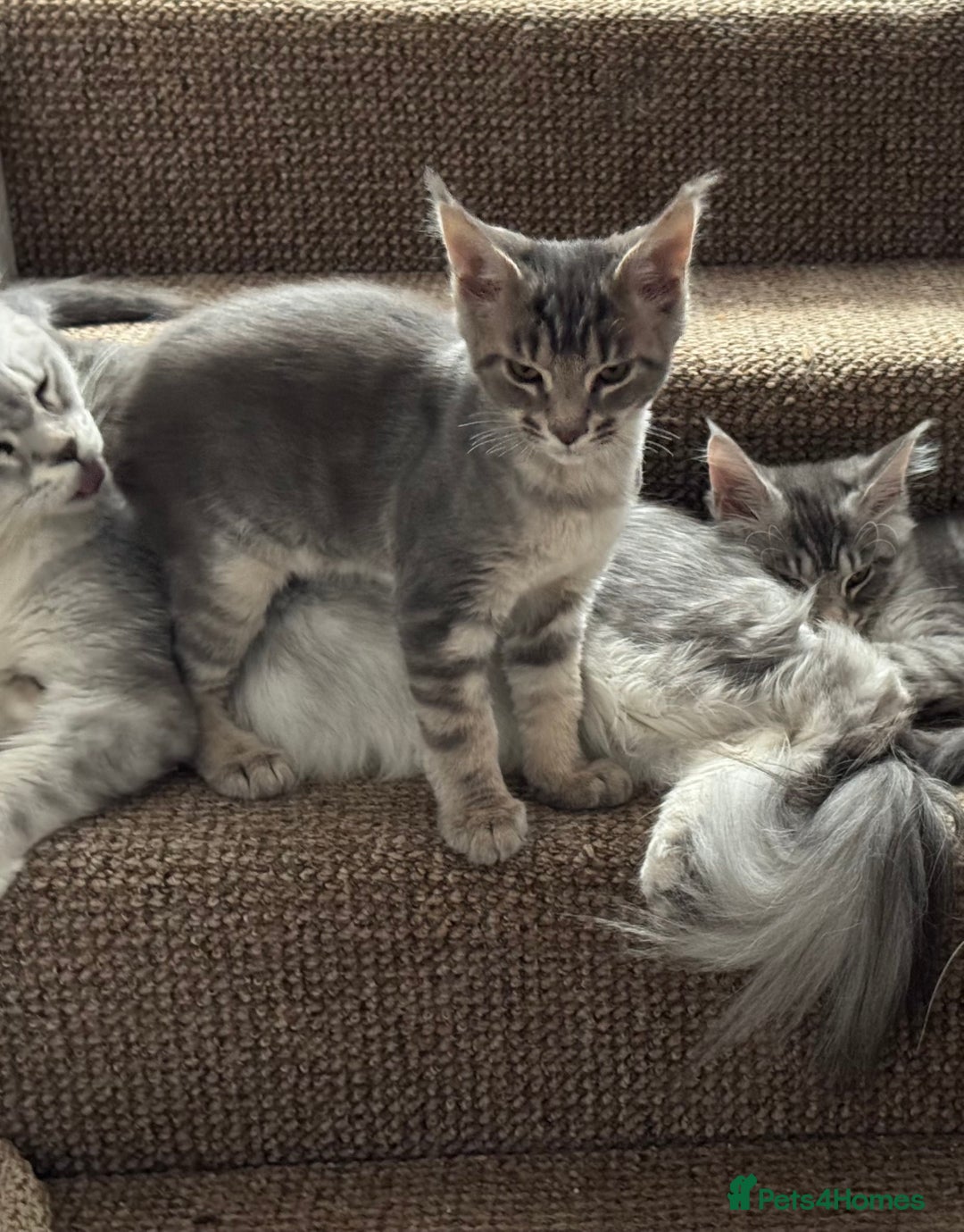 Maine Coon cats for sale: BEAUTIFUL PURE BREED MAINE COON KITTENS  - Image 13