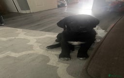 Mixed Breed dogs for sale: 16 weeks old 3/4 Caucasians shepherd  - Image 3