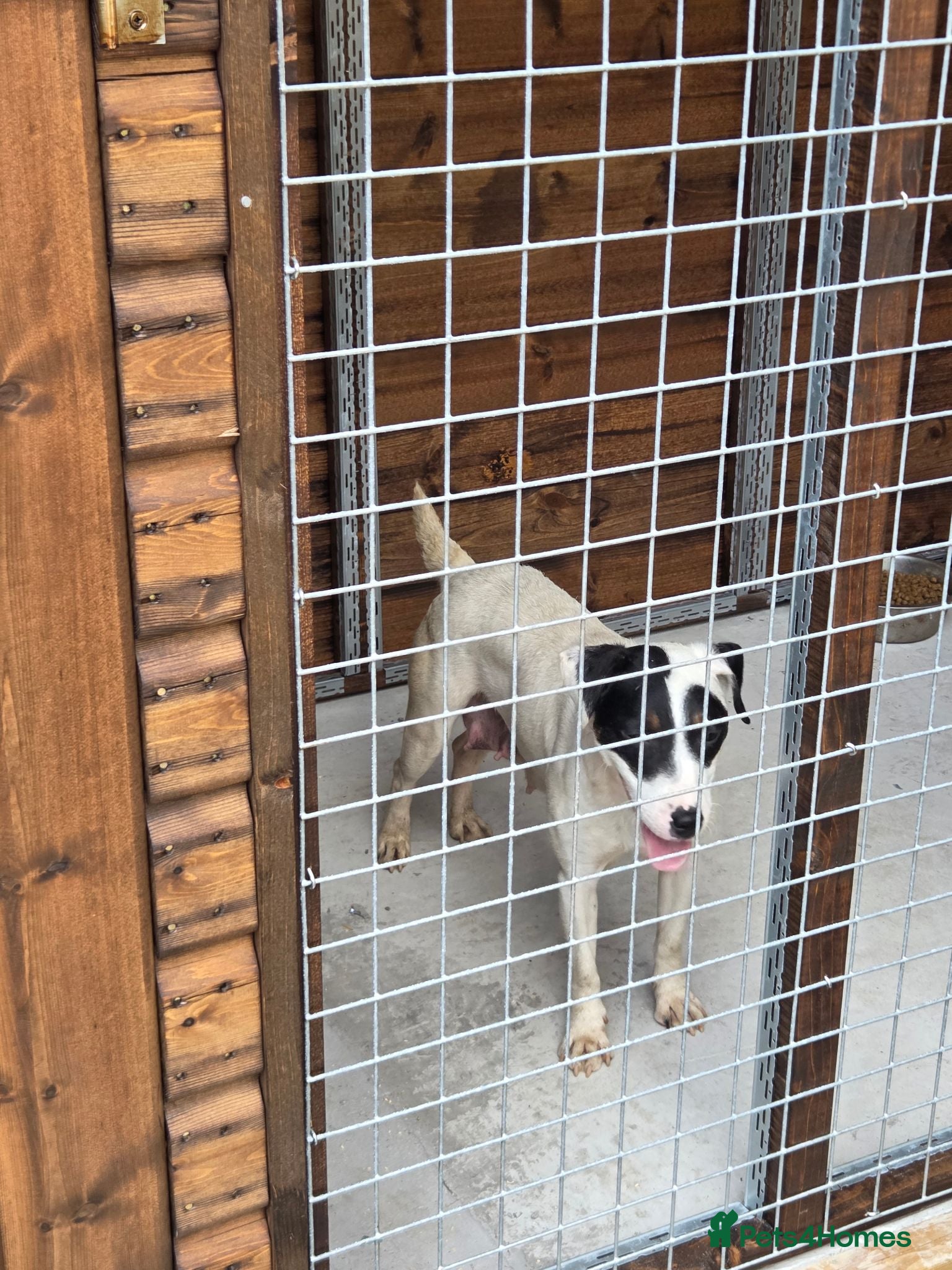 Mixed Breed dogs Jack Russell x lakeland  - Advert 1