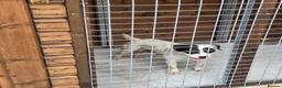 Mixed Breed dogs for sale: Jack Russell x lakeland  - Advert 1