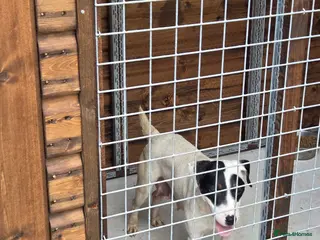 Mixed Breed dogs Jack Russell x lakeland - Advert 1