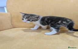 British Shorthair cats for sale: 4 beautiful Kittens available  - Image 3