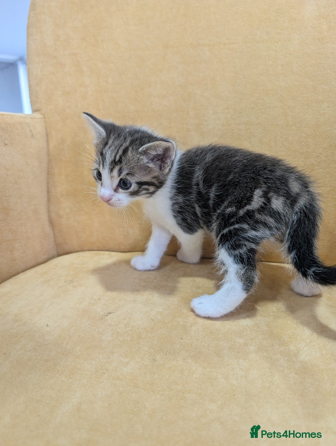 British Shorthair cats for sale: 4 beautiful Kittens available  - Image 3