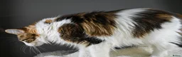 Maine Coon cats for sale:  Our beloved Robin - A truly sweet girl  - Advert 3
