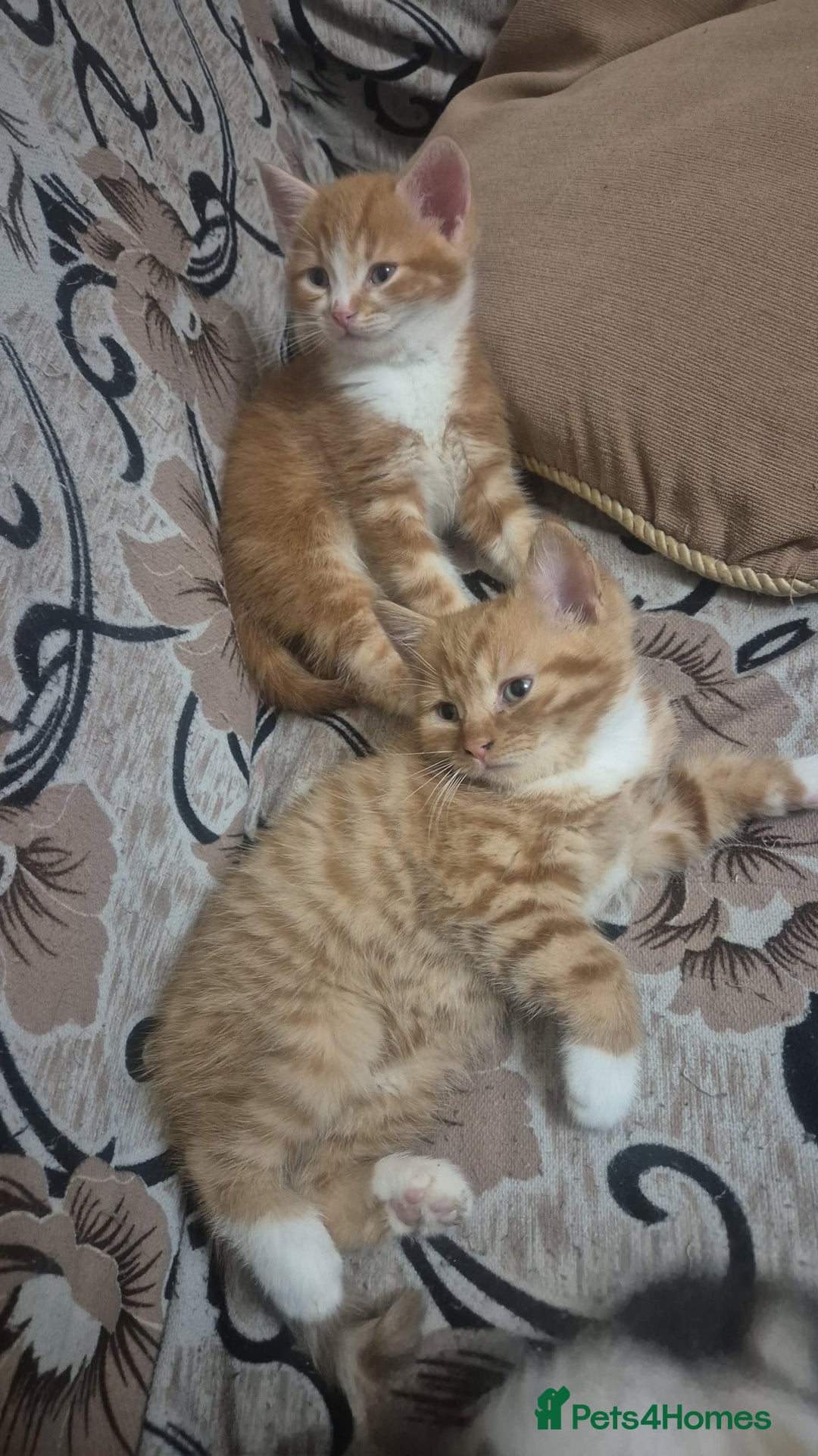 Mixed Breed cats for sale: Half British shorthair kittens - Advert 7