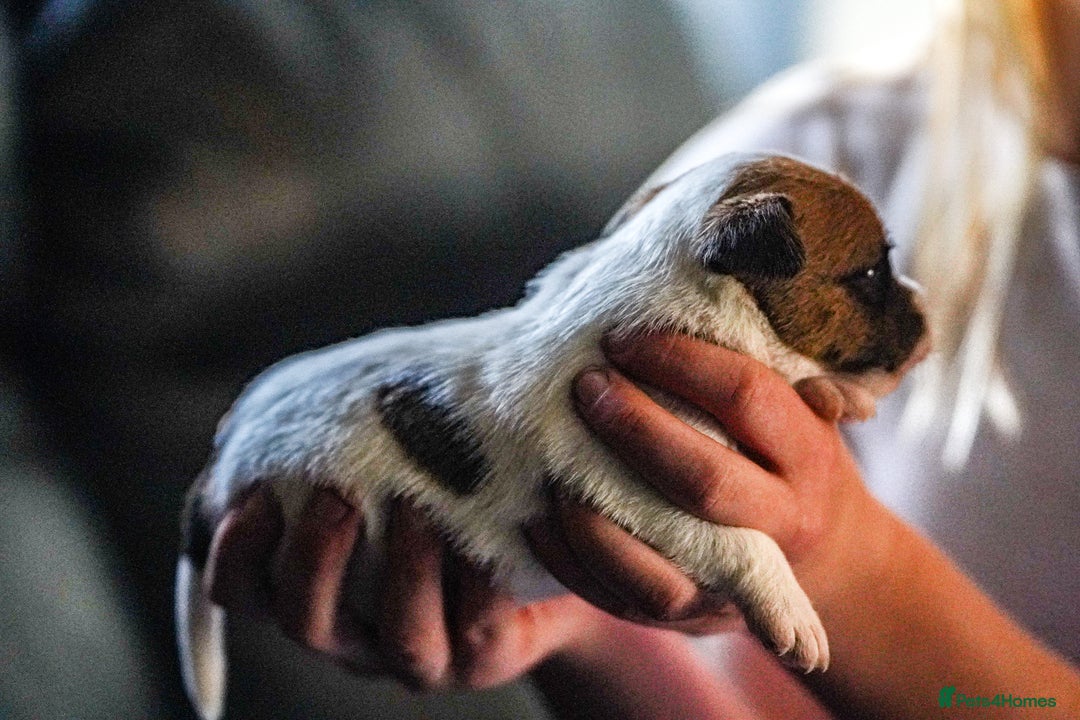 Parson Russell dogs for sale: KC quality health tested parson Russell terriers  - Image 3