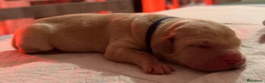 Goldador Puppy 6