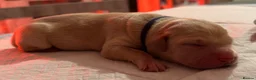 Goldador dogs for sale: Beautiful Goldador Puppies - Advert 22