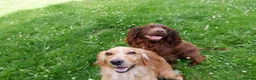 Cocker Spaniel dogs for sale: KC working Cocker Spaniel puppies in Aboyne - Advert 10