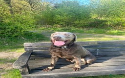 Labrador Retriever dogs for stud: Silver Labrador for stud  - Image 1