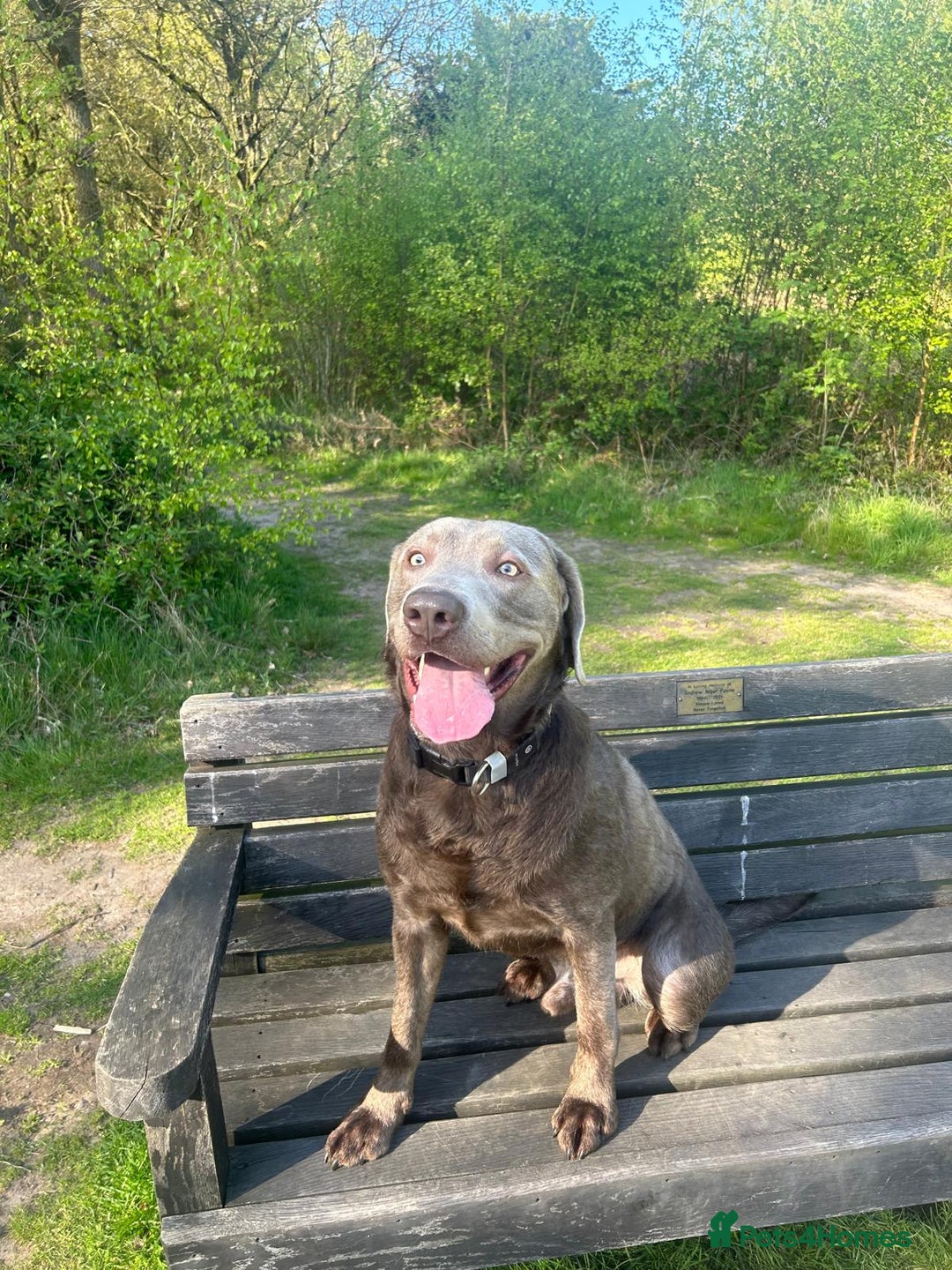 Labrador Retriever dogs for stud: Silver Labrador for stud  - Image 1