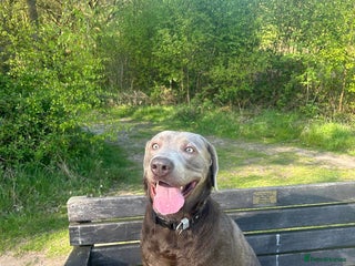 Labrador Retriever dogs - Advert 9