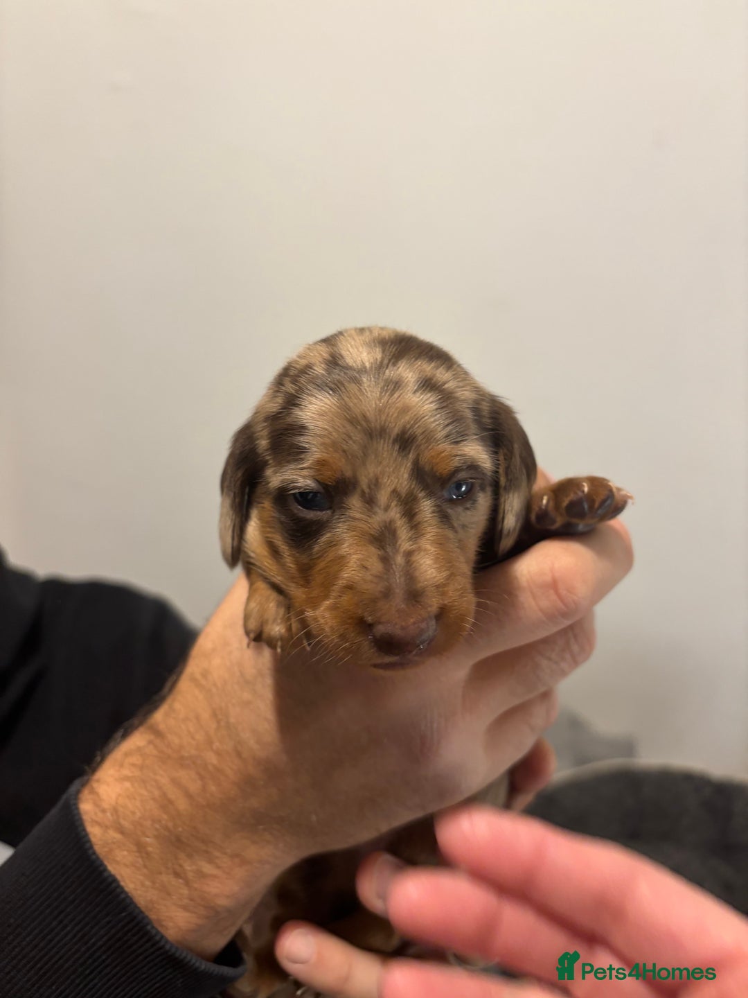 Dachshund dogs for sale: Dachshund puppies for sale - Advert 3