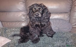 Cocker Spaniel dogs for stud: Black cocker spaniel  - Image 1