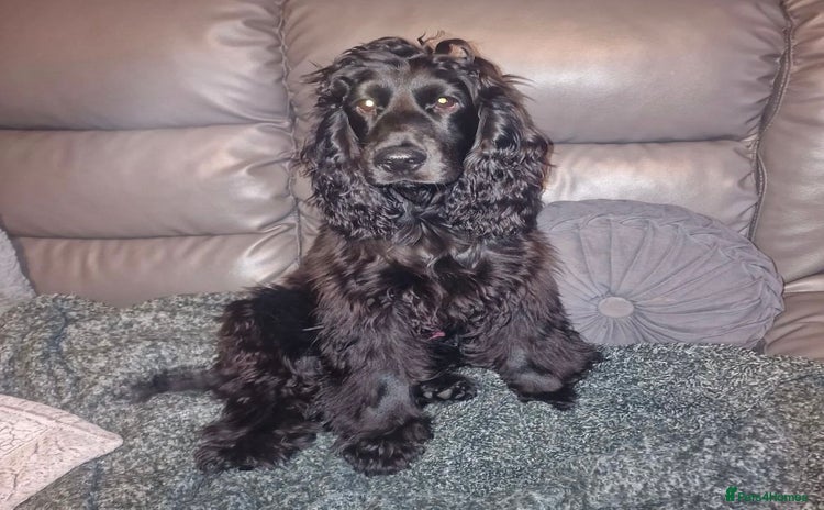 Cocker Spaniel dogs - Advert 1