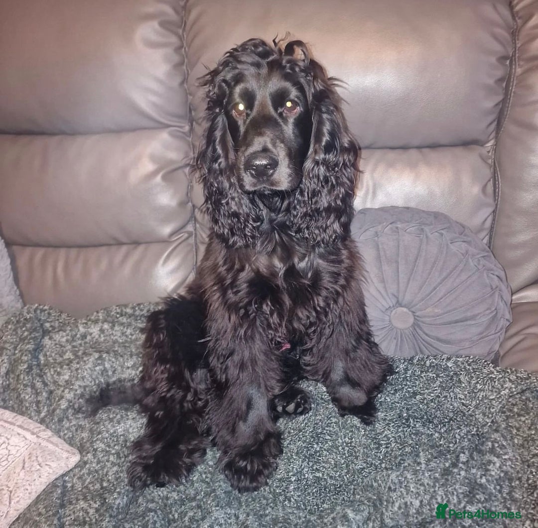 Cocker Spaniel dogs for stud: Black cocker spaniel  - Image 1