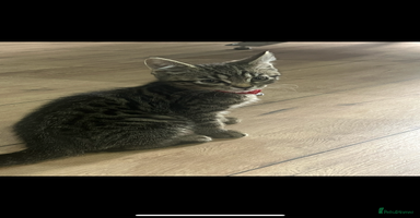 British Shorthair cats - Advert 4
