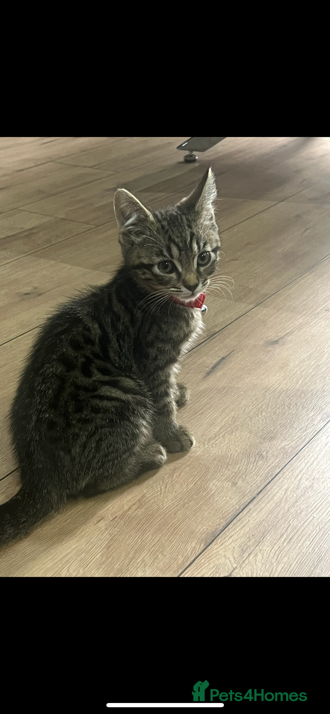 British Shorthair cats for sale: British short hair X Russian blue - Image 3