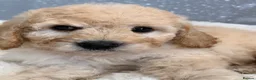 Miniature Poodle dogs for sale: KC Miniature Poodles DNA tested,  0% co eff  - Advert 29