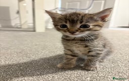 Mixed Breed cats for sale: Kittens for sale  - Image 12