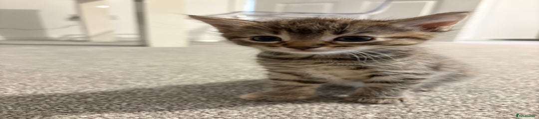Mixed Breed Kitten 4