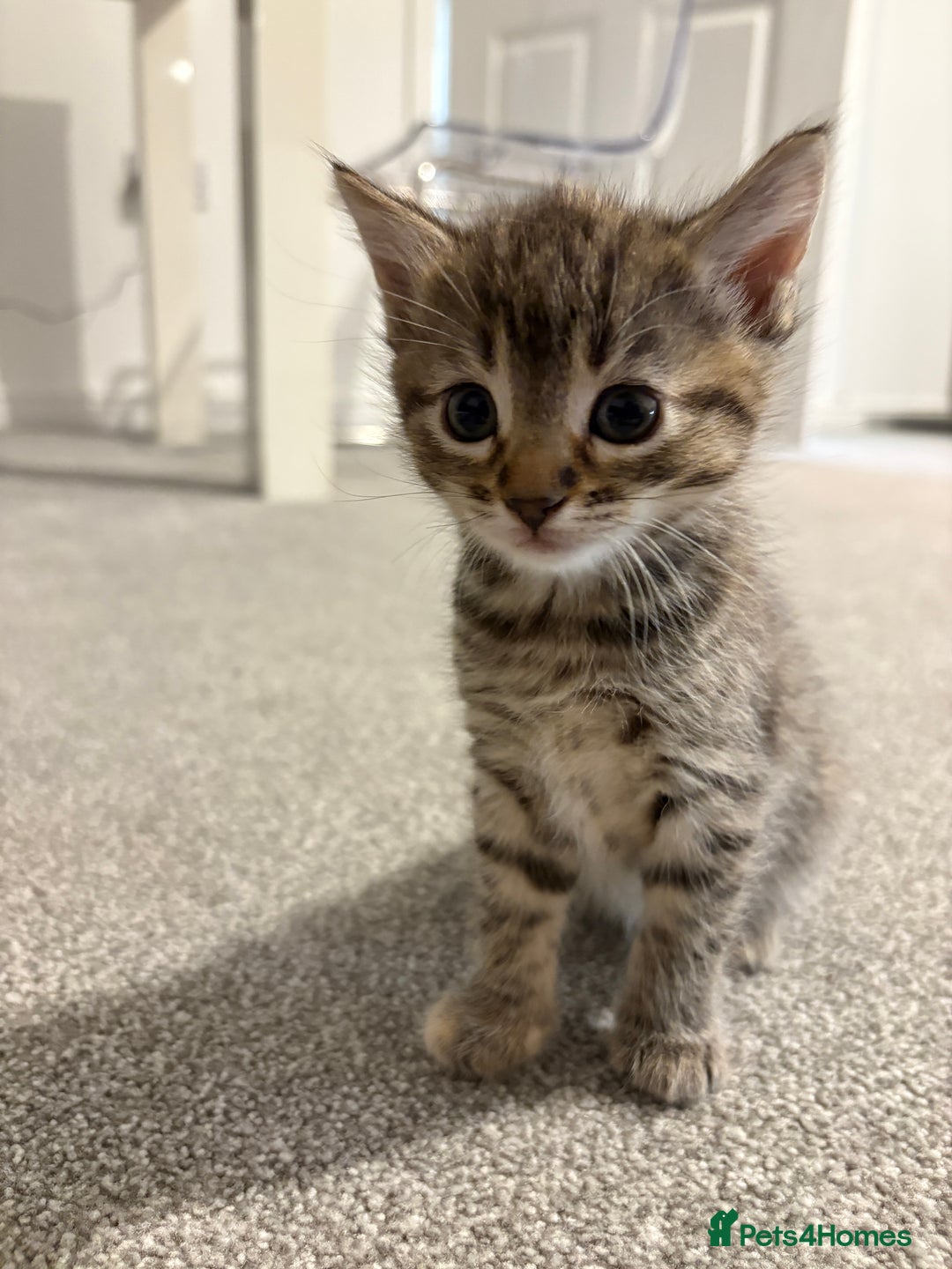 Mixed Breed cats for sale: Kittens for sale  - Image 12