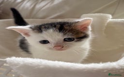 British Shorthair cats for sale: British Shorthair Kittens!  - Image 2