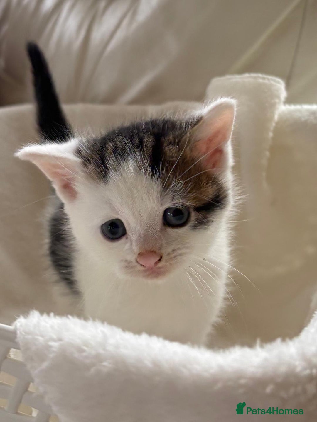 British Shorthair cats for sale: British Shorthair Kittens!  - Image 2