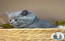 British Shorthair cats for sale: 3 British short hair / long hair kittens  - Image 36