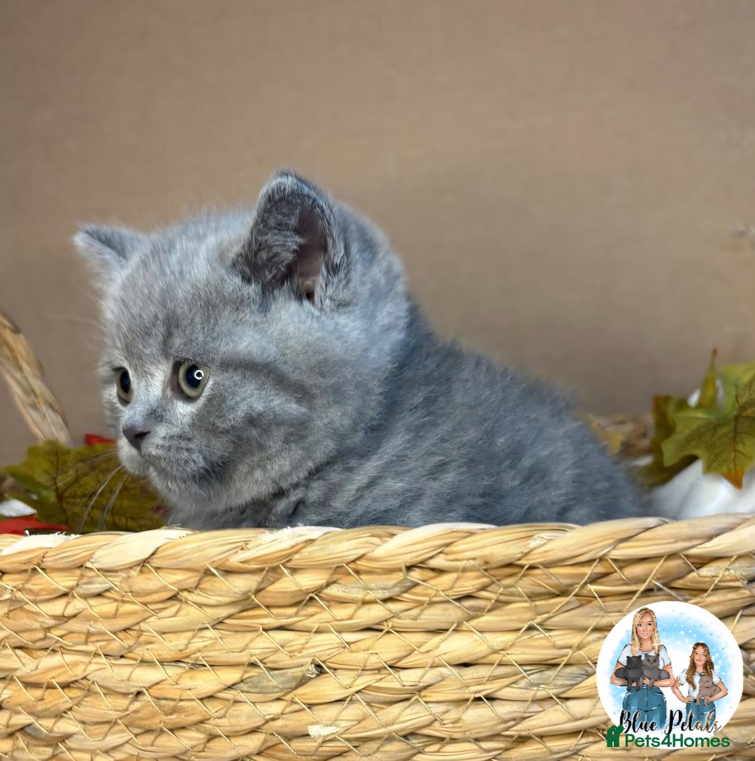British Shorthair cats for sale: 3 British short hair / long hair kittens  - Image 36