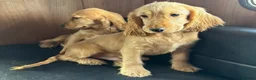 Cocker Spaniel dogs for sale: BEAUTIFUL COCKER SPANIEL PUPPIES  - Advert 3