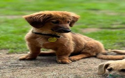 Mixed Breed dogs for adoption: MAGGIE -Friendly girl/4 months/loves dogs & kids - Image 19