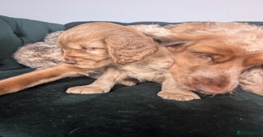 Cocker Spaniel dogs - Advert 4