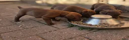 Patterdale Terrier dogs for sale: Chocolate Patterdale Terriers  - Advert 4