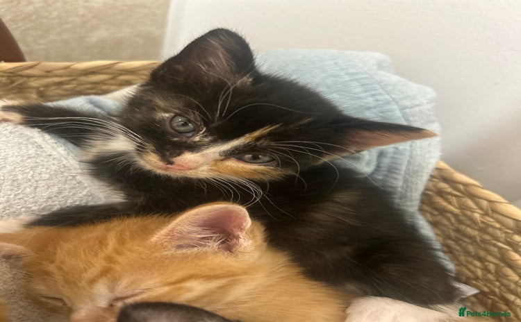 British Shorthair cats 1 female kitten. Ready to leave  - Advert 1