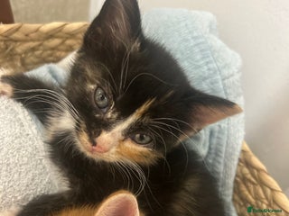 British Shorthair cats 1 female kitten. Ready to leave - Advert 1